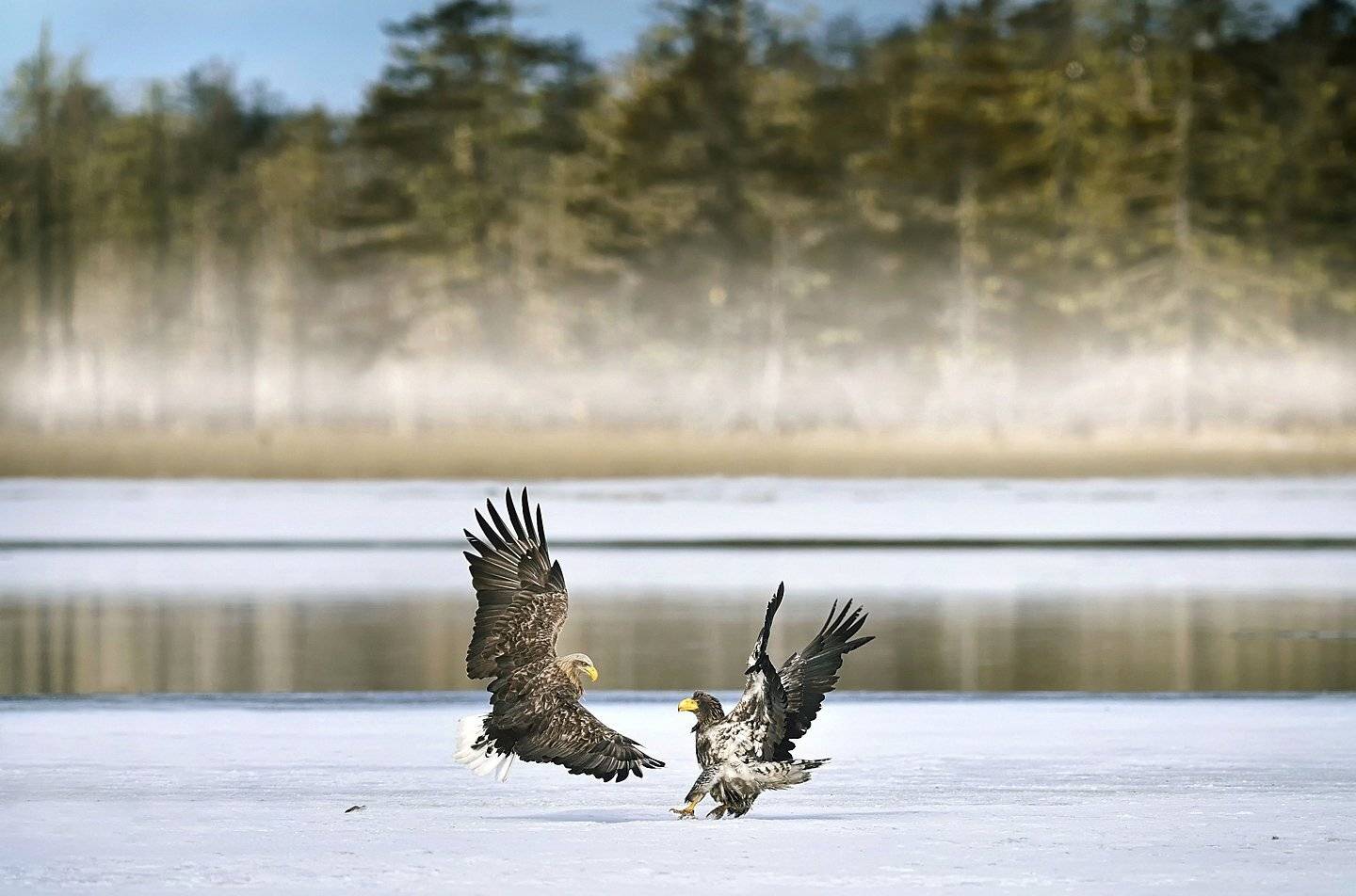 Supremacy, KIM SUK EUN