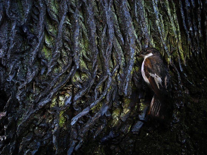 Birds spying on you фото превью