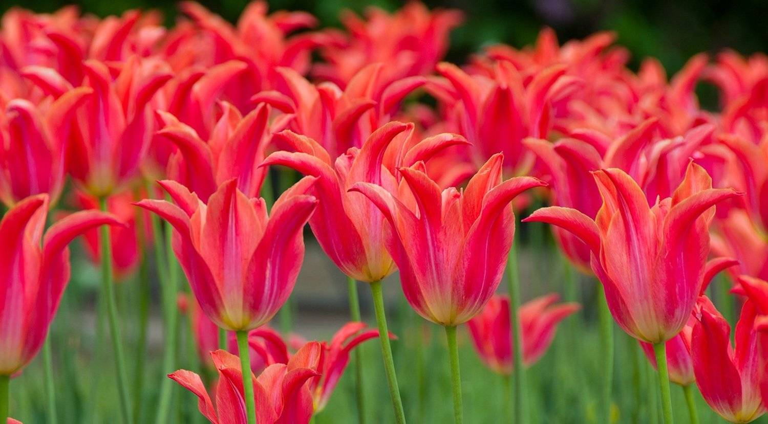 , Орлов Михаил