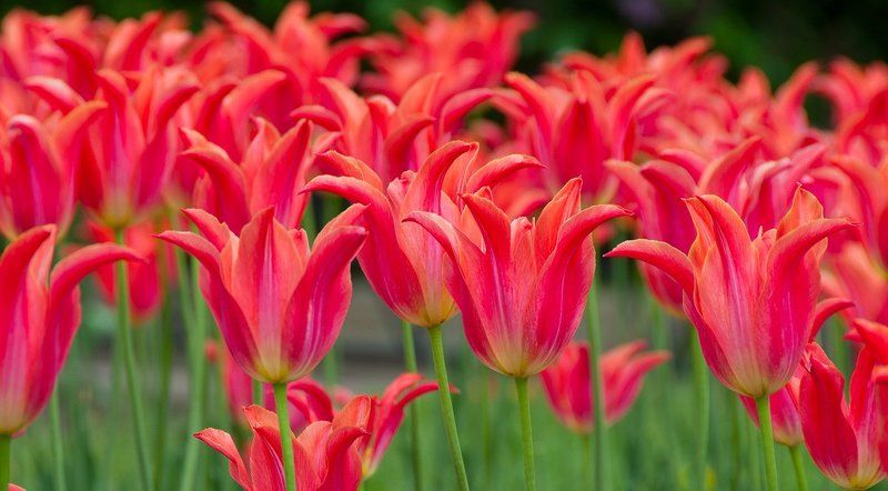 ритм фото превью