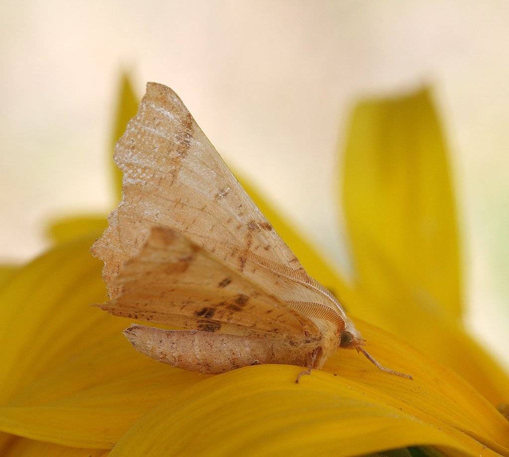 , Сергей Таланов