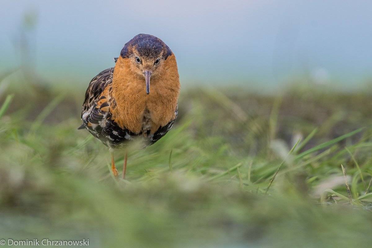 , Dominik Chrzanowski