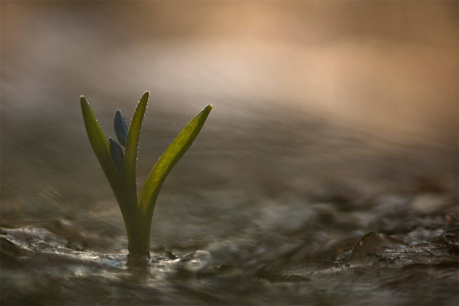 Весна, Воронеж, Март, Первоцвет, Пролеска, Свет, Цветок, Геннадий Мещеряков