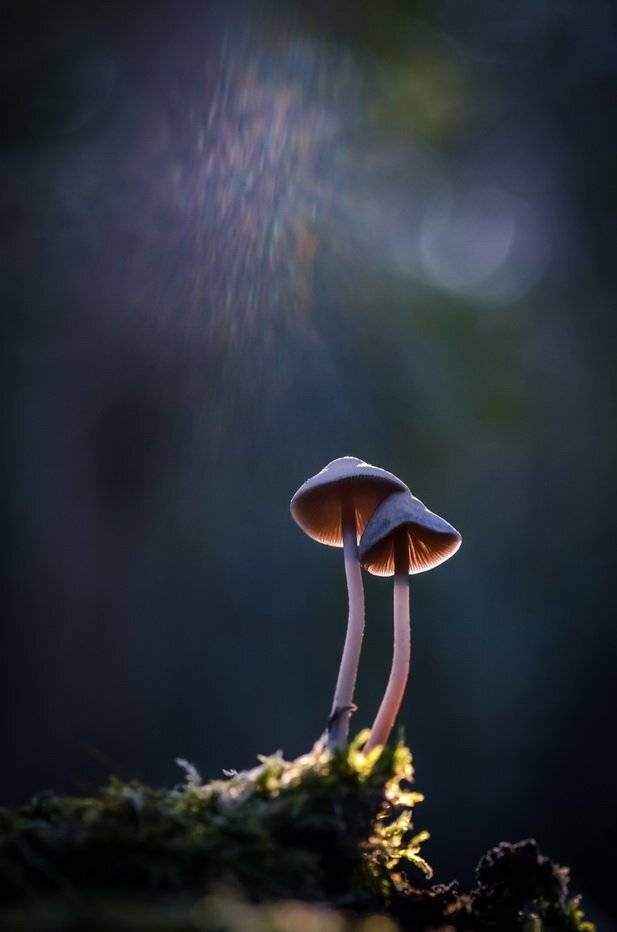 , Вячеслав Мищенко