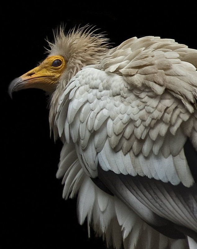 Egyptian Vulture #2 фото превью