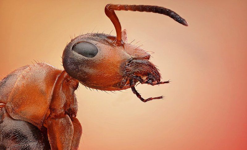 Ant фото превью