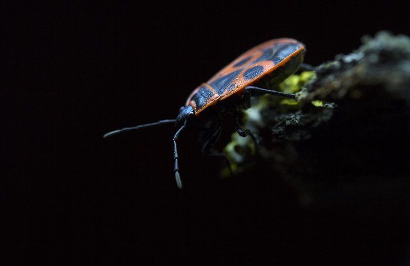 Открытие макросезона-2015:) фото превью