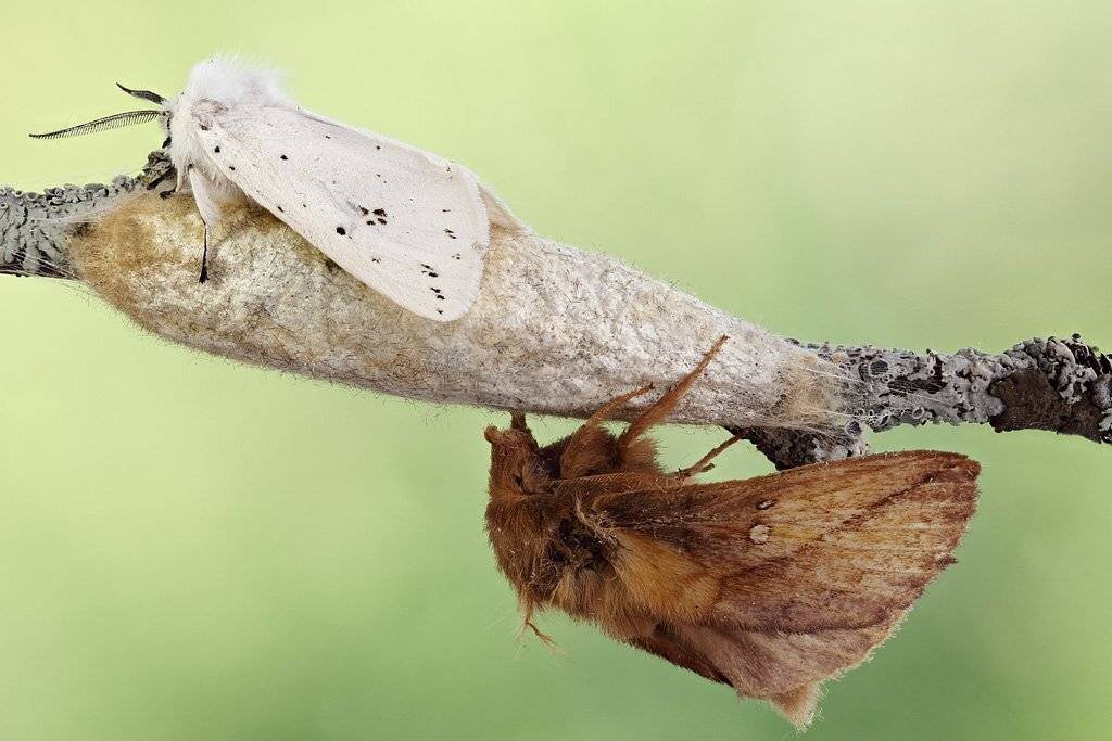 , Сергей Таланов