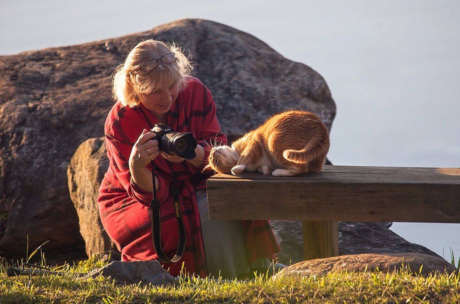 жанр, животные, кошки, юмор, Антонина