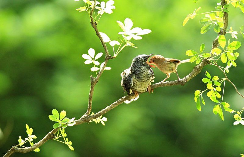 Brooding фото превью