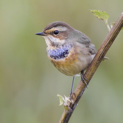 Bluethroat.