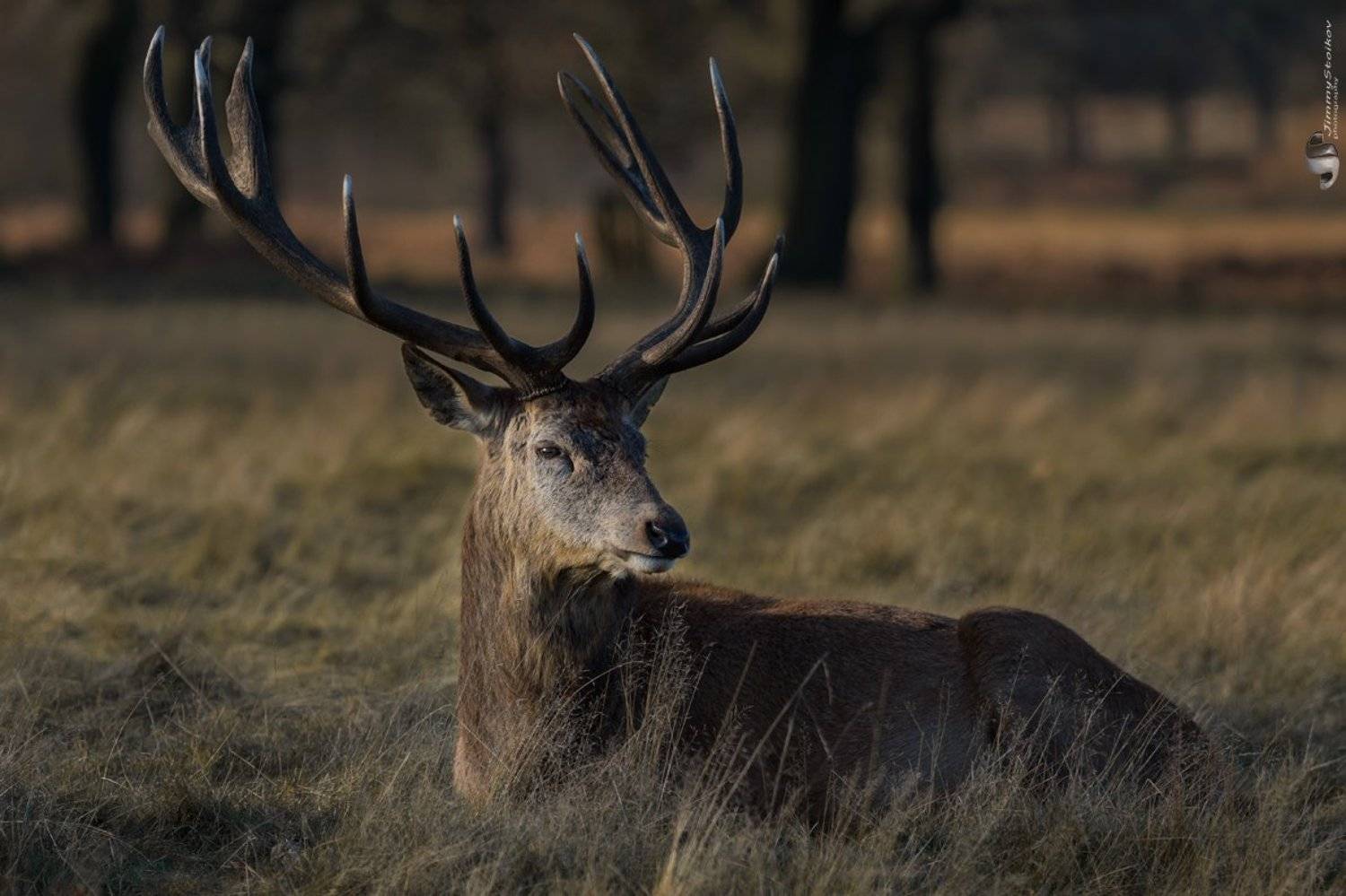 deer, Jimmy Stoikov