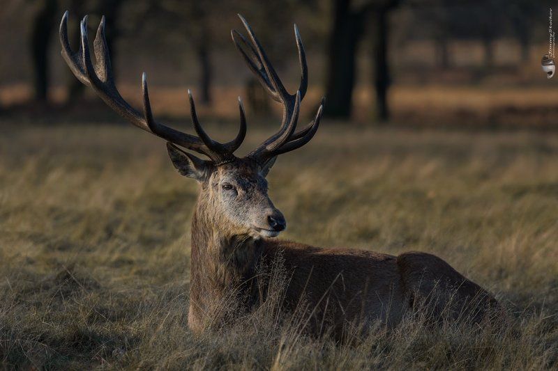 deer deer фото превью