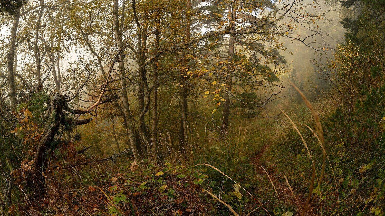 Адыгея, В тумане, Лес, Осень, Alexander Plekhanov