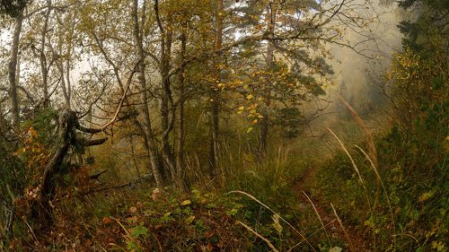 В гостях у деда Берендея