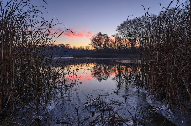 деревья, зима, камыш, лед, озеро, рассвет Ломая кромку льда фото превью