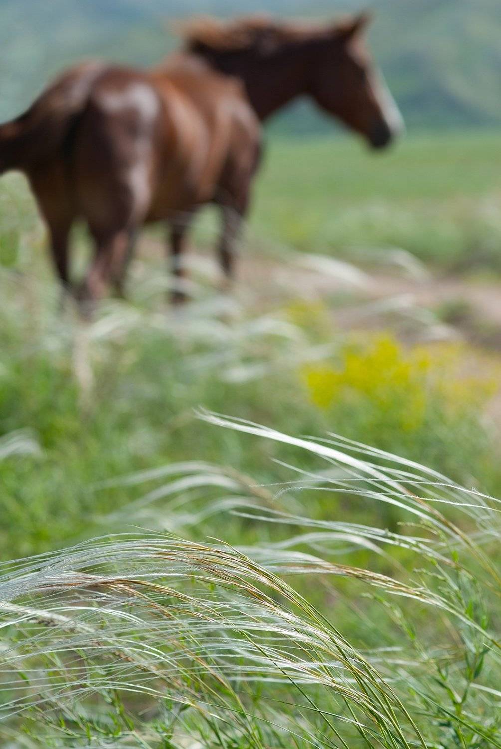 , Орлов Михаил