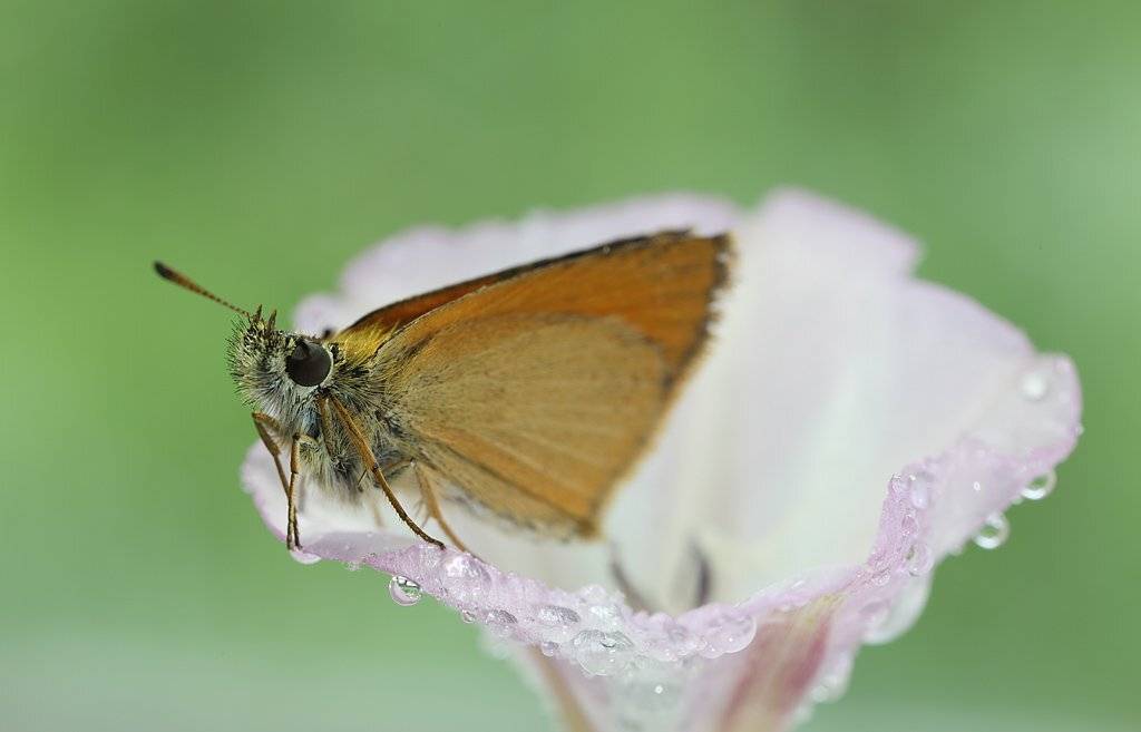 , Сергей Таланов