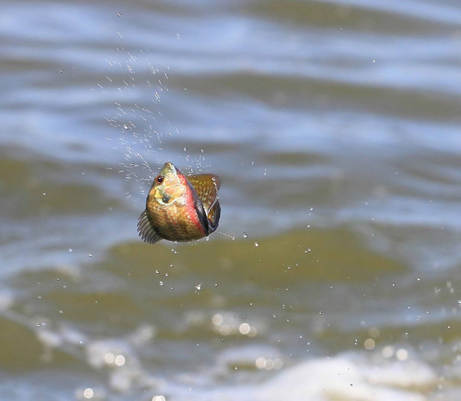 70200, 7d, animals, fish, jump, животные, рыба, Yuri Gomelsky