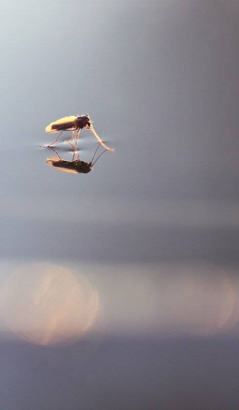 , Александр Журавлёв