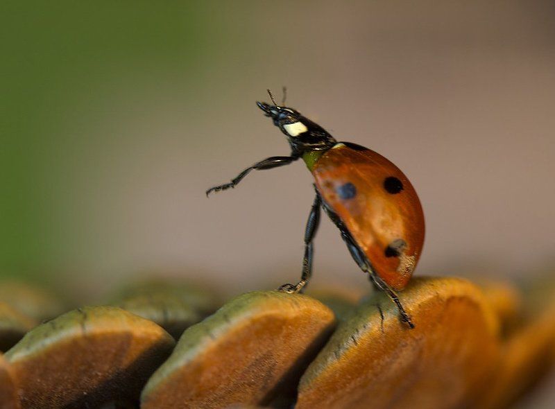 Утро в сосновом лесу фото превью
