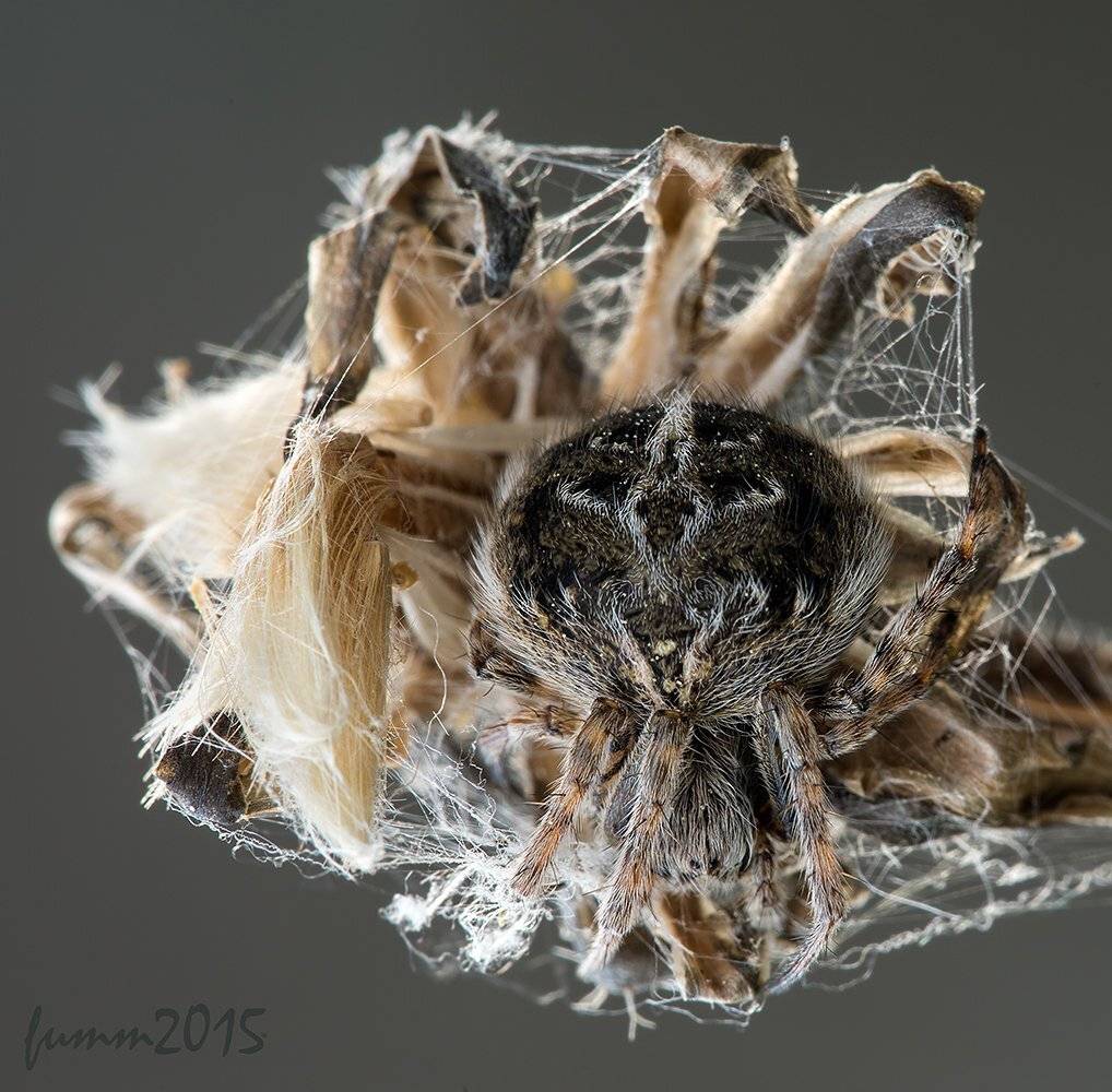 , Игорь ФУММ