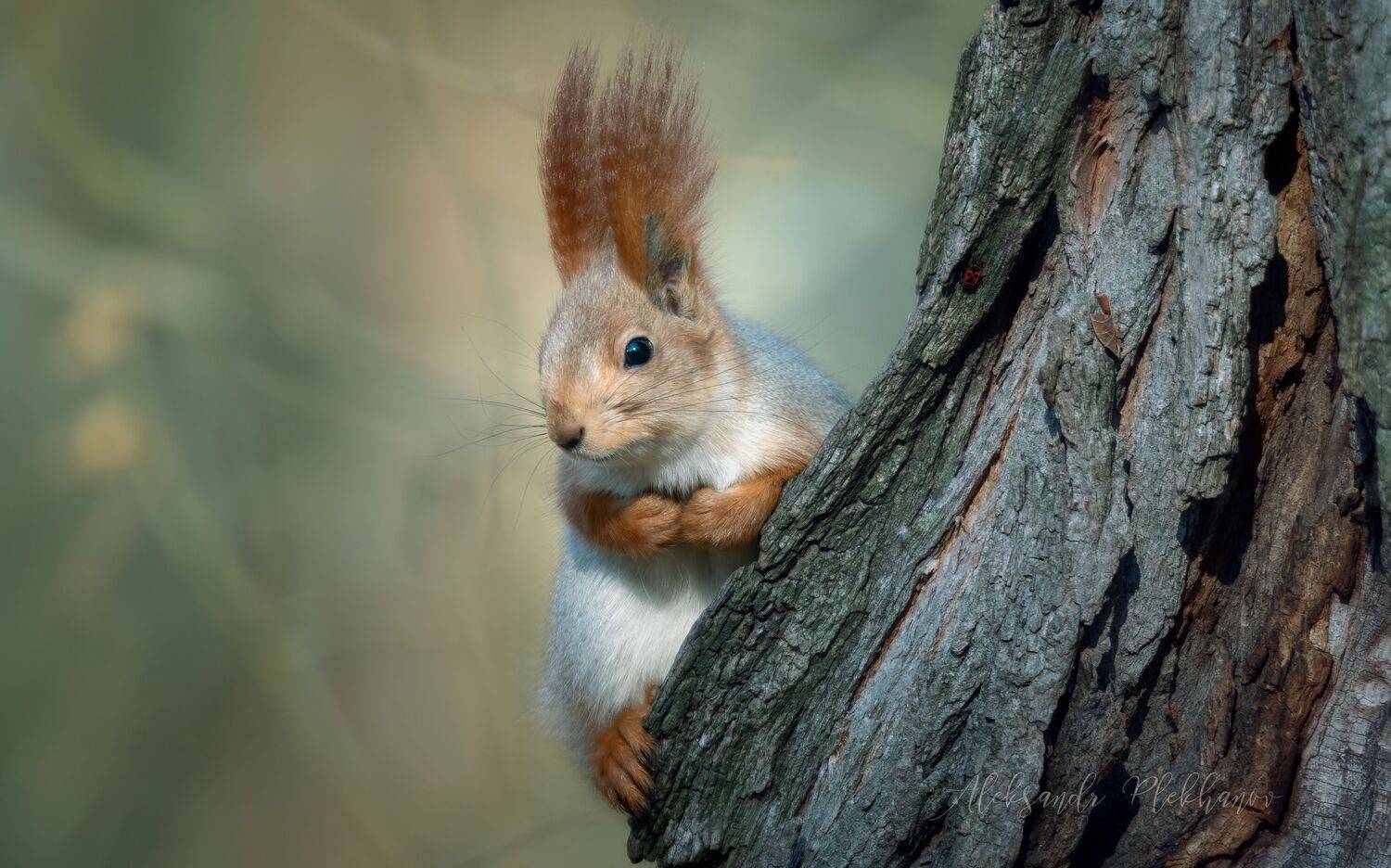 белка , wildlife, Александр Плеханов