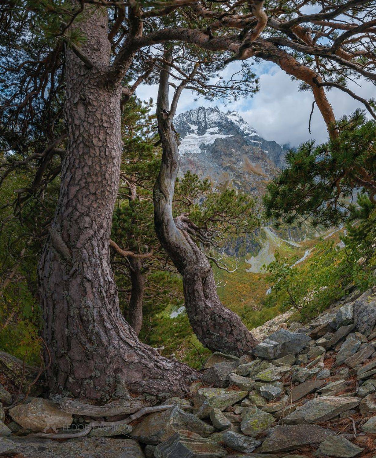 кавказ, кавказские горы, карачаево-черкесия, горы, гора, осень, сосна, ствол, камни, дерево, ветви, вершина, пшиш, архыз,, Лашков Фёдор