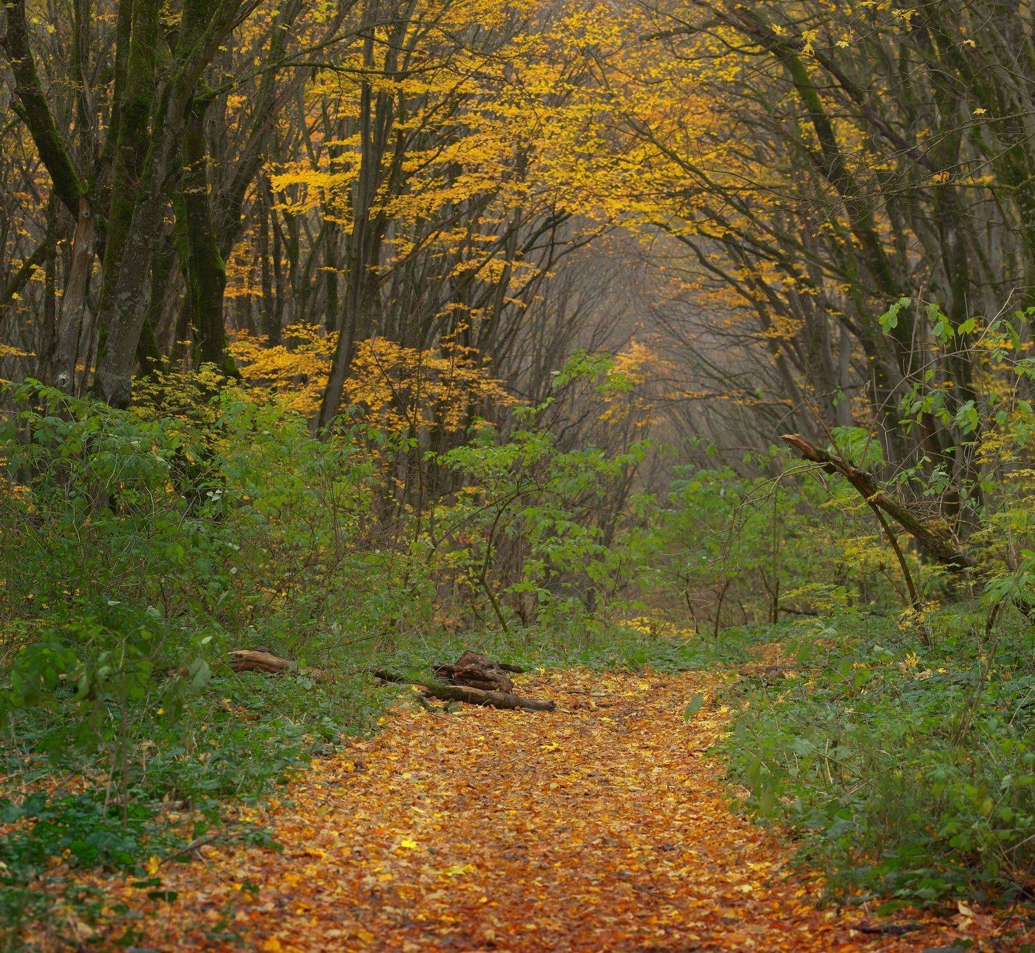 осень листва утро лес, Александр Жарников