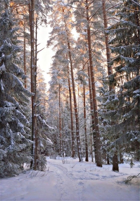 лес, бор, сосны, утро, раннее, восход, свет, стволы, кроны, золото А просто зима фото превью