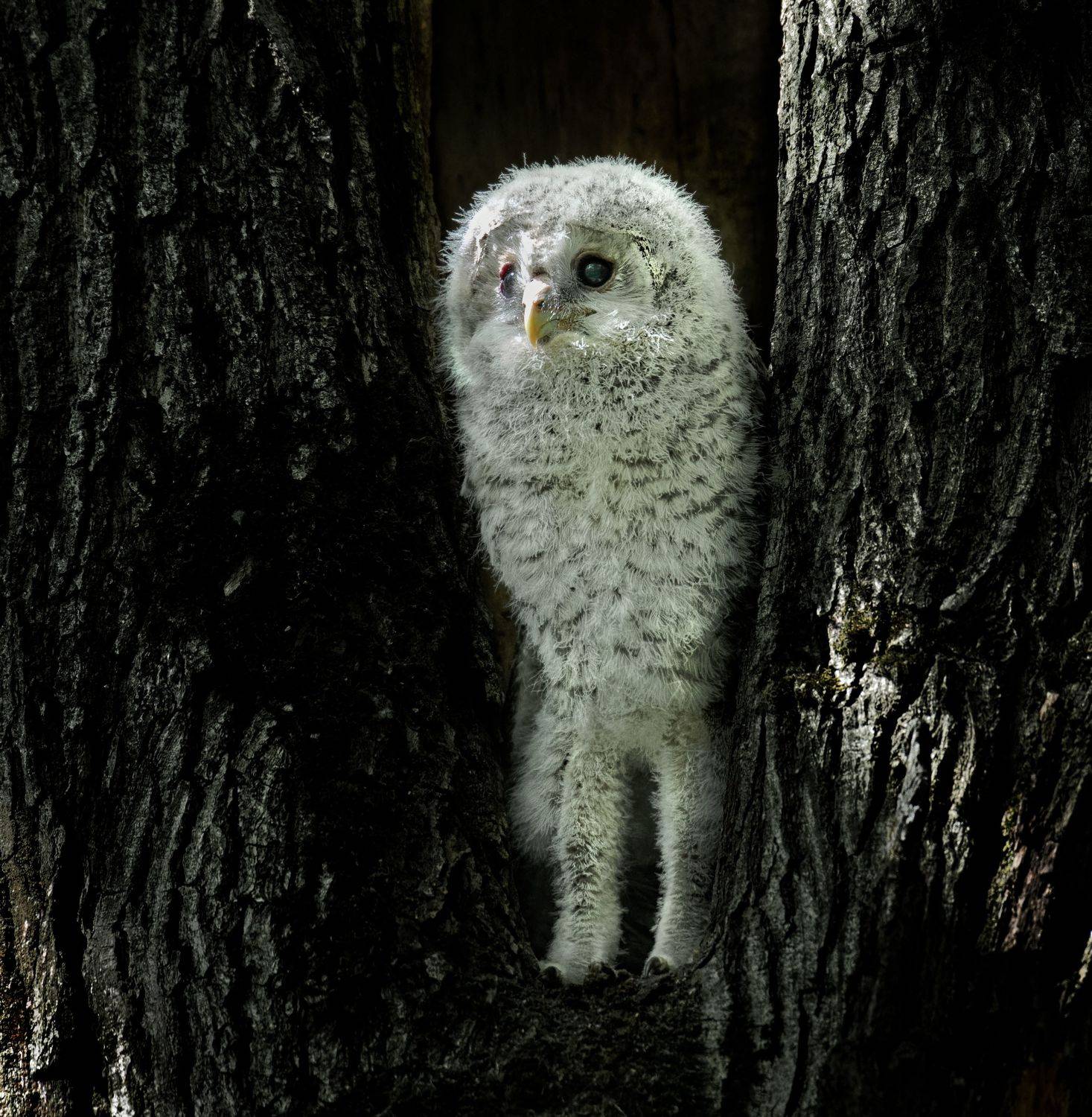 птицы россии, птицы москвы, фотоохота, наблюдение за птицами, птица, птицы, орнитология, nikon, birding, birdwatching, bird freak,  Александр