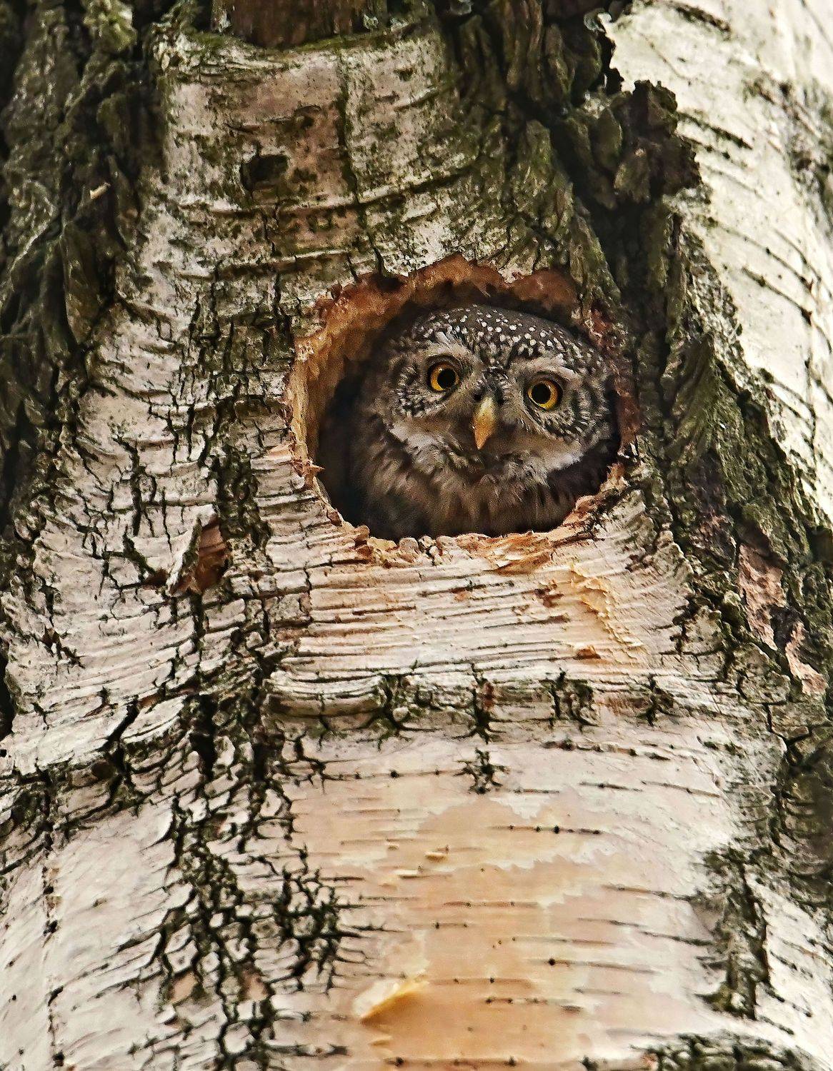 , Чернобай Анна