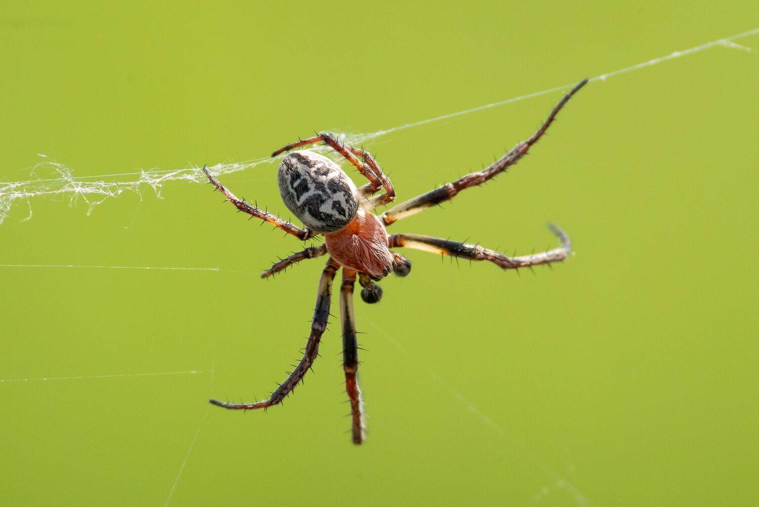 spyder, volgograd, russia, wildlife, , Сторчилов Павел
