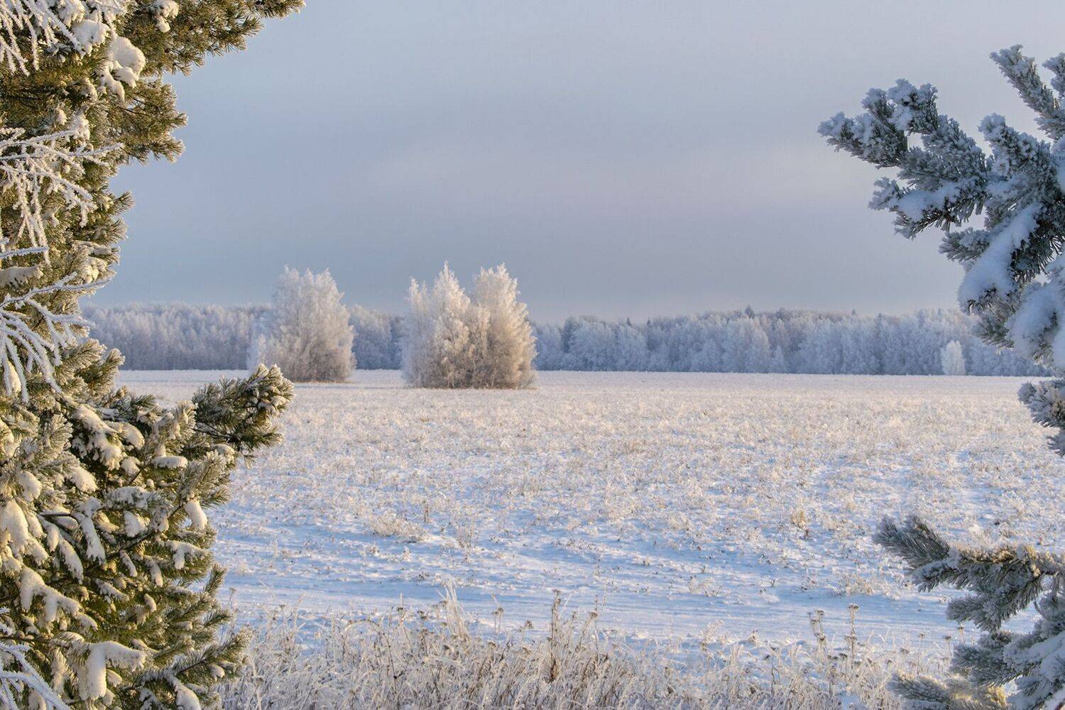 , Галина Луценко