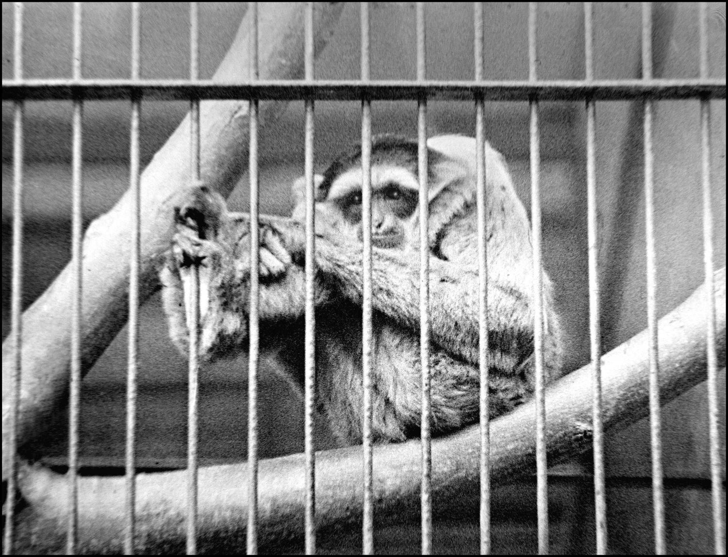 , Меднов Влад