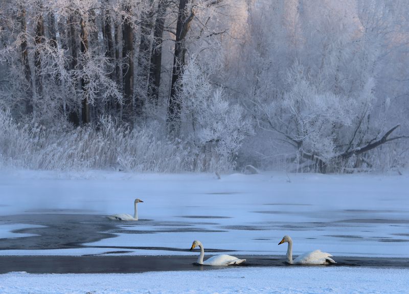 алтай, алтайский край, озеро урожайное, лебеди, лебединое озеро, сибирь Лебединое озеро фото превью