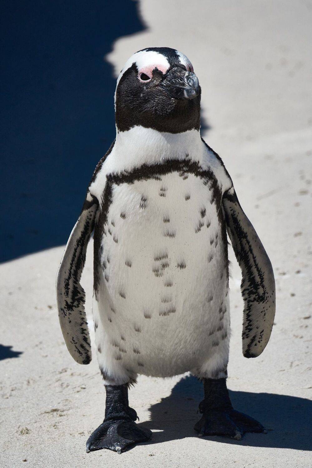 пингвин, животные, птицы, юар, африка, кейптаун, симонстаун, болдерс, PAVEL PEREPECHAEV