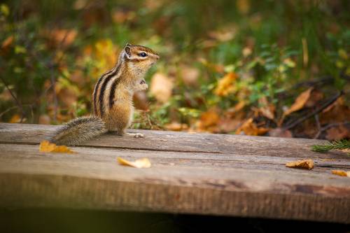 Бурундук в осенних хлопотах