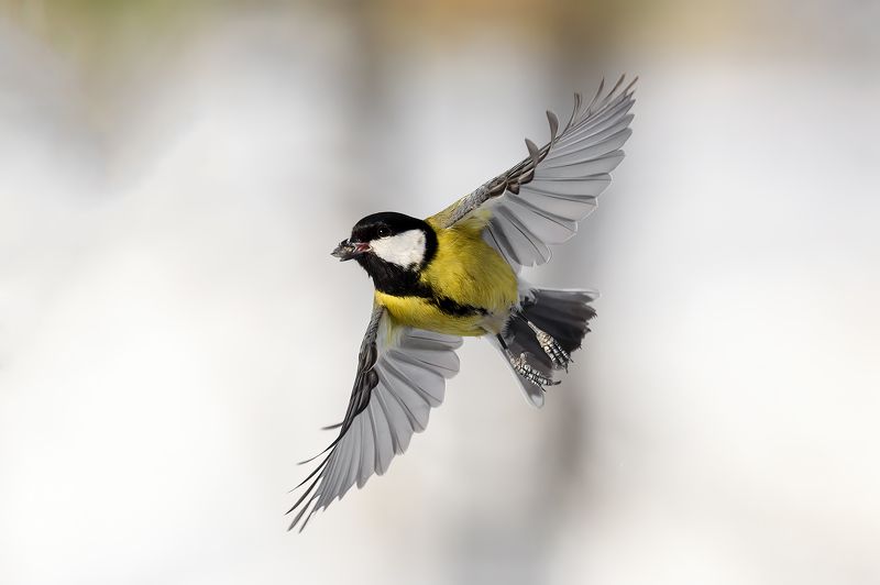 Большие синицы. фото превью