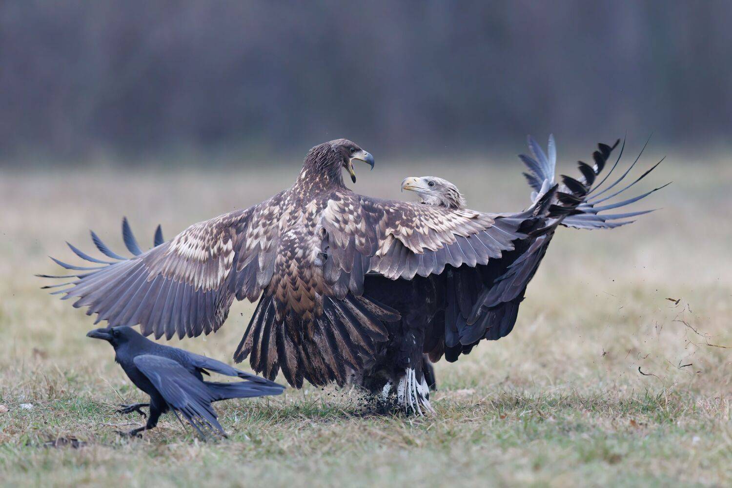 , Фруман Евгений