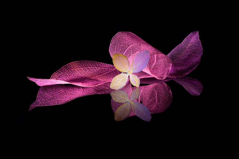 close-up, still-life In pink tones... фото превью