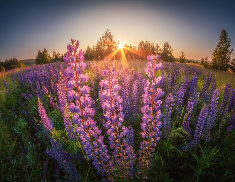 Люпиновый закат. Воспоминание о лете фото превью