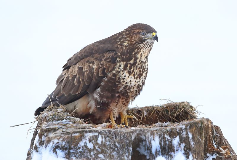 Канюк. фото превью