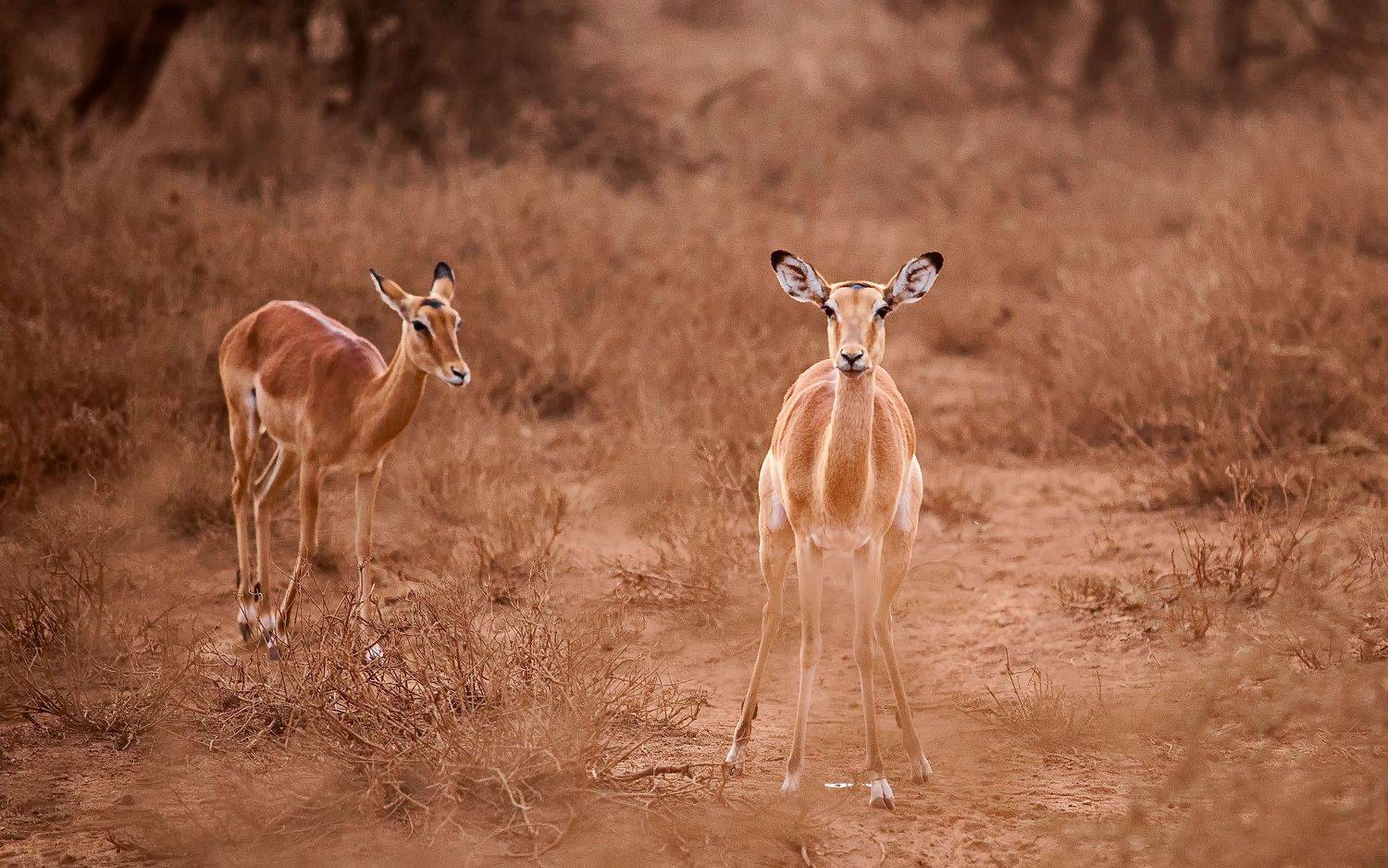 Kenya, Lilia Tkachenko