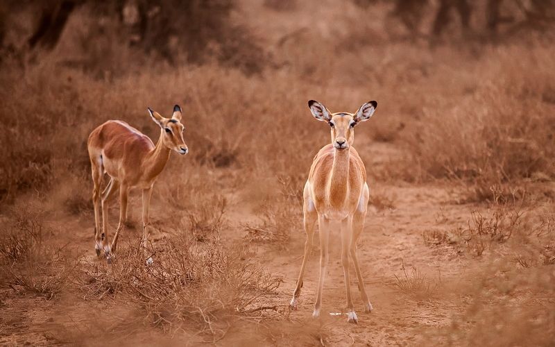 Kenya *** фото превью