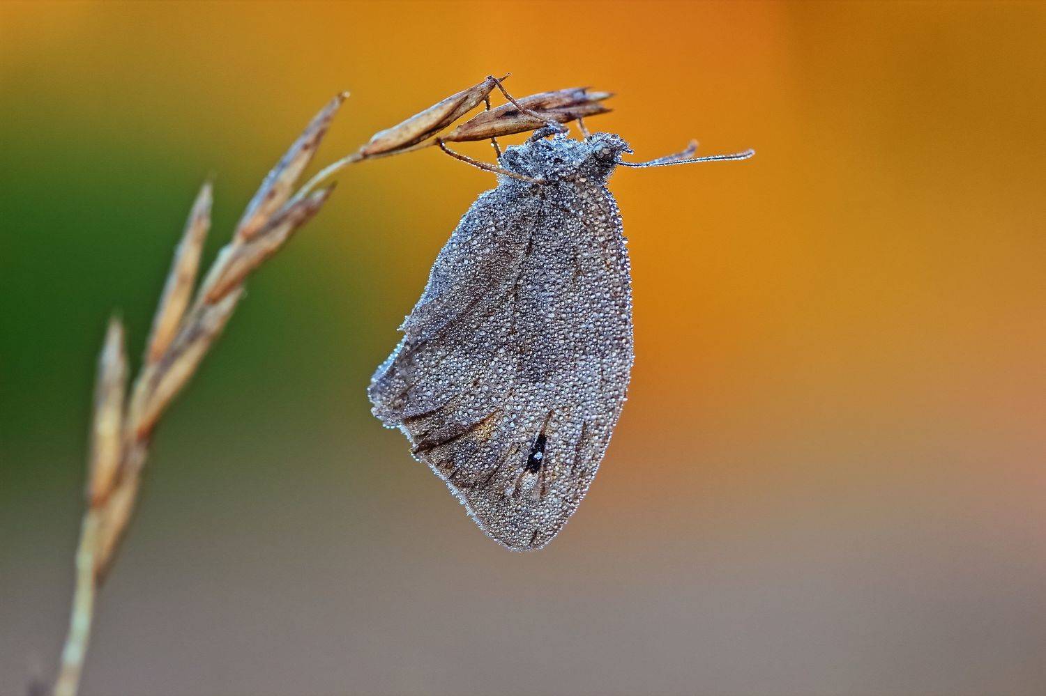 , Олег Резенов