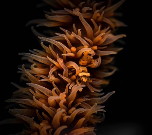 Anker's Whip Coral Shrimp