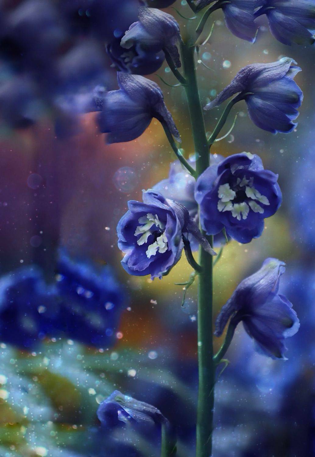 макро, macro, цветы, flowers, дельфиниум, delphinium, лето, summer, Julia Kaissa