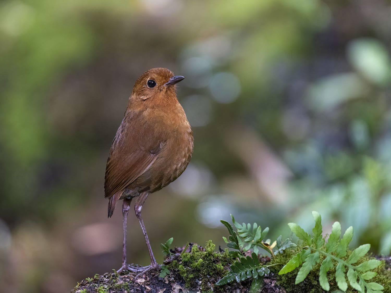 , Burgalin Sequeira Fernando