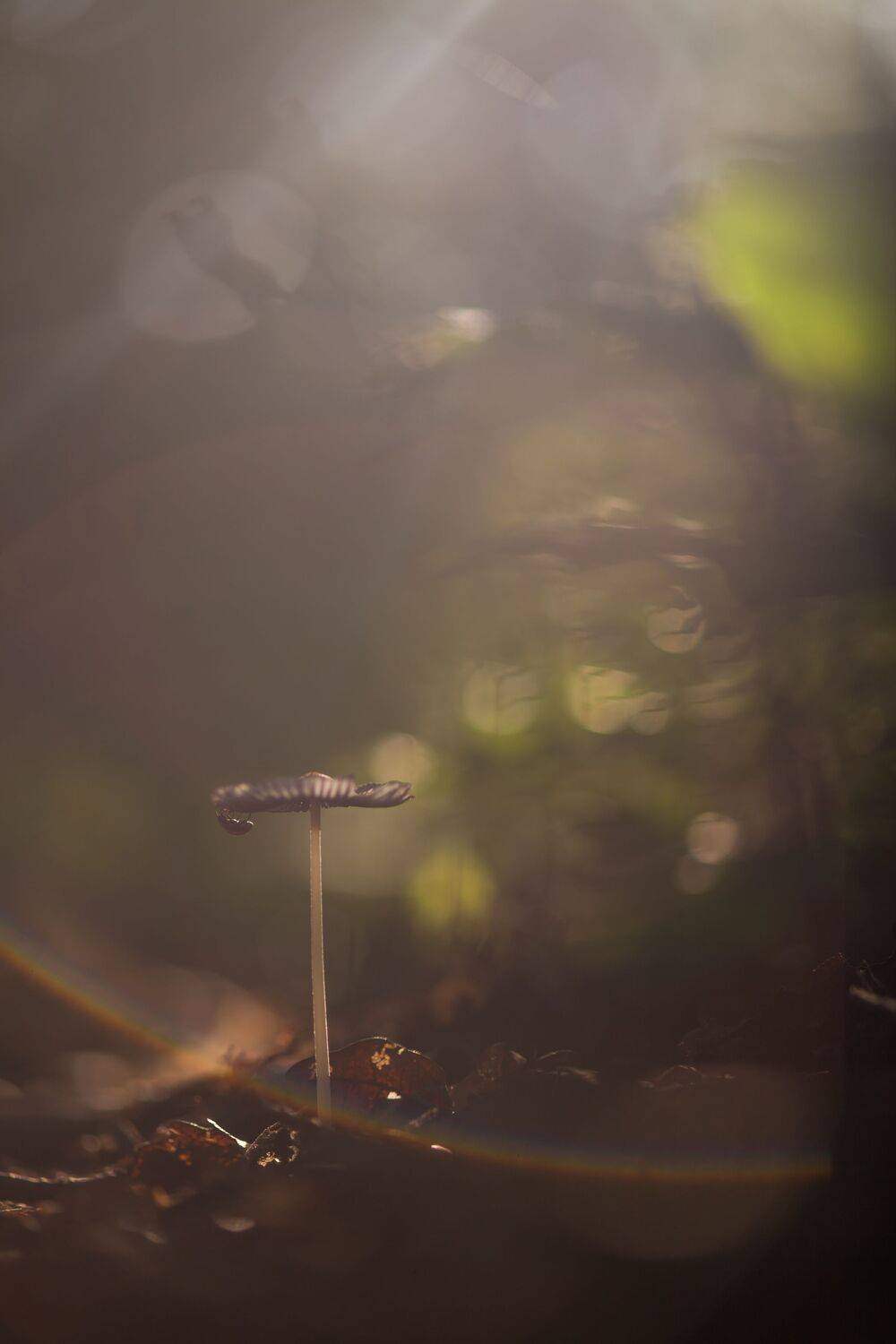 , Викулов Николай